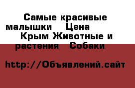 Самые красивые малышки@ › Цена ­ 10 000 - Крым Животные и растения » Собаки   